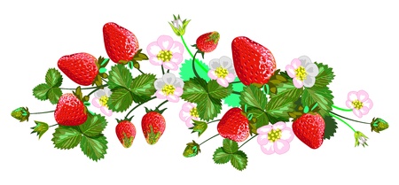 Vector isolated strawberries