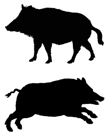 白の 2 つのイノシシの黒いシルエット のイラスト素材 ベクタ Image