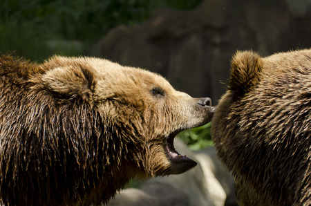 熊の攻撃別のヒグマ の写真素材 画像素材 Image 4357 熊の攻撃別のヒグマ の写真素材 画像素材 Image 4357