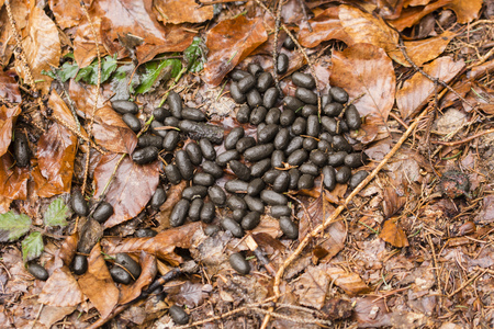 Hirschkot Auf Buchenblattern Lizenzfreie Fotos Bilder Und Stock Fotografie Image 73017511