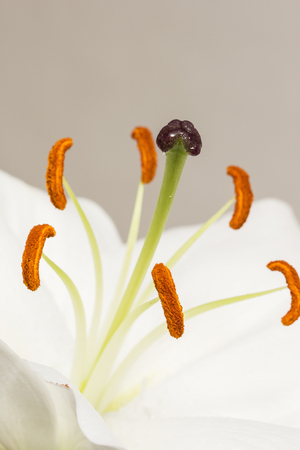 花粉めしべと白いユリの花 の写真素材 画像素材 Image 9047 花粉めしべと白いユリの花 の写真素材 画像素材 Image 9047
