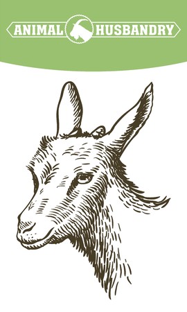 ヤギの頭 家畜 動物放牧します 手書きのスケッチ のイラスト素材 ベクタ Image ヤギの頭 家畜 動物放牧します 手書きのスケッチ のイラスト素材 ベクタ Image