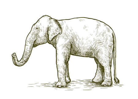 168 Elephant Trunk Up Stock Vector Illustration And Royalty Free Elephant Trunk Up Clipart