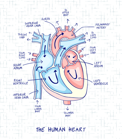 51 229 Anatomie Herz Lizenzfreie Bilder Und Fotos Kaufen 123rf