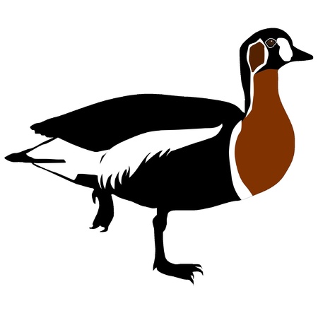 black, brown, white goose standing clip art preview