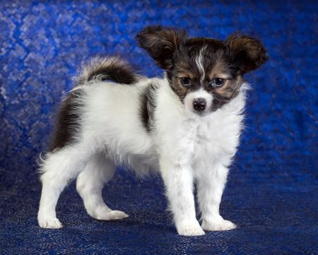 Chiot Mignon De L Epagneul Toy Continental Papillon Sur Un Fond Gris Banque D Images Et Photos Libres De Droits Image Chiot Mignon De L Epagneul Toy Continental Papillon Sur Un Fond Gris Banque D Images Et Photos Libres De Droits Image