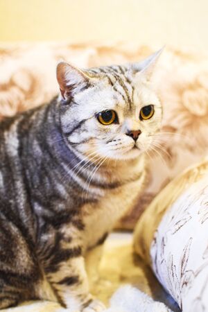 Beautiful British Shorthair And Striped Cat On A Brown Background