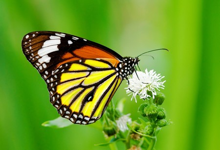 Colorful butterfly feeding on white flower Фото со стока