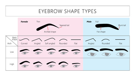 さまざまな形や種類の眉毛のセットのイラスト素材 ベクタ Image さまざまな形や種類の眉毛のセットのイラスト素材 ベクタ Image