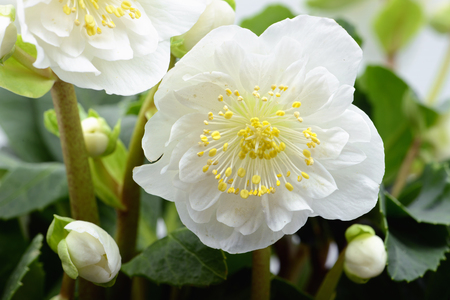 Christrose Oder Schwarz Nieswurz Blute Lizenzfreie Fotos Bilder Und Stock Fotografie Image 35791404