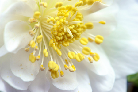 Christrose Oder Schwarz Nieswurz Blute Lizenzfreie Fotos Bilder Und Stock Fotografie Image 35791404
