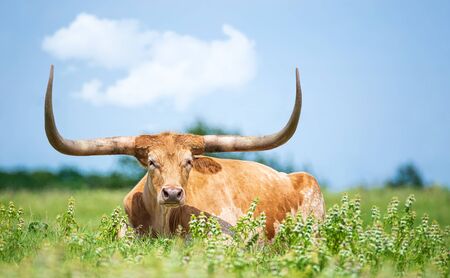 Texas longhorn lying down in the grass in the pasture. blue sky background. Banco de Imagens