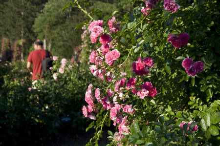 ローズ ガーデンでのクイーンエリザベス公園 5 美しいバラの花 の写真素材 画像素材 Image ローズ ガーデンでのクイーンエリザベス公園 5 美しいバラの花 の写真素材 画像素材 Image