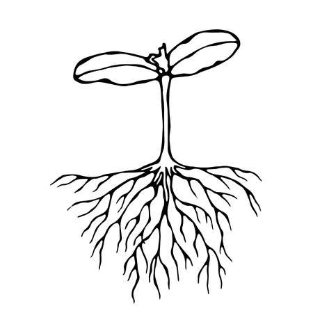 成長するトウモロコシから植物 植物の成長の段階をインフォ グラフィック のイラスト素材 ベクタ Image 成長するトウモロコシから植物 植物の成長の段階をインフォ グラフィック のイラスト素材 ベクタ Image