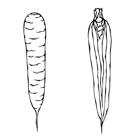 人参ジュースと人参 のイラスト素材 ベクタ Image