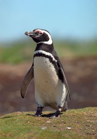 Gentoo penguin in Falkland islands in summer day