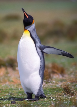 フォークランドのペンギンのコイン４種 Yahoo!オークション -「フォークランド」(硬貨) (貨幣)の落札