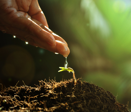 Hand watering to small  plant in the morning - 50212898