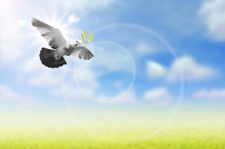 Hand Die Einen Vogel In Die Luft Freigabe Alle Konzept Schonheit Freiheit Frieden Spiritualitat Lizenzfreie Fotos Bilder Und Stock Fotografie Image 50212916