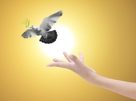 Hand Die Einen Vogel In Die Luft Freigabe Alle Konzept Schonheit Freiheit Frieden Spiritualitat Lizenzfreie Fotos Bilder Und Stock Fotografie Image 50212916