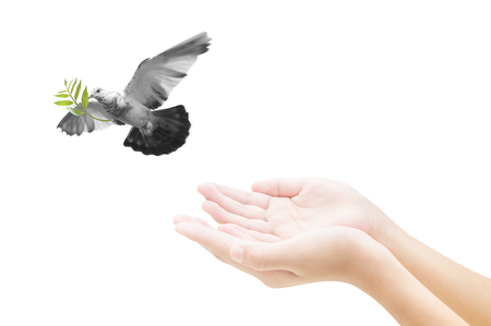 Hand Die Einen Vogel In Die Luft Freigabe Alle Konzept Schonheit Freiheit Frieden Spiritualitat Lizenzfreie Fotos Bilder Und Stock Fotografie Image 50212916