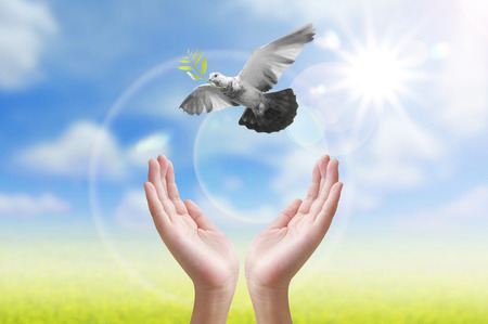 Hand Die Einen Vogel In Die Luft Freigabe Alle Konzept Schonheit Freiheit Frieden Spiritualitat Lizenzfreie Fotos Bilder Und Stock Fotografie Image 50212916