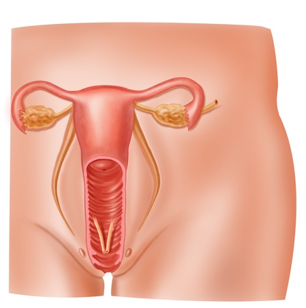ＳＥＸ　断面図 解剖学女性の生殖システムの断面図の写真素材・画像素材 Image 11713018