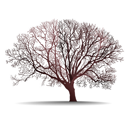 Leafless tree isolated vector illustration on white background