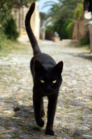 black cat Stock Photo