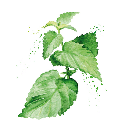 79 963 ミント のイラスト素材 ベクター 123rf 79 963 ミント のイラスト素材 ベクター 123rf