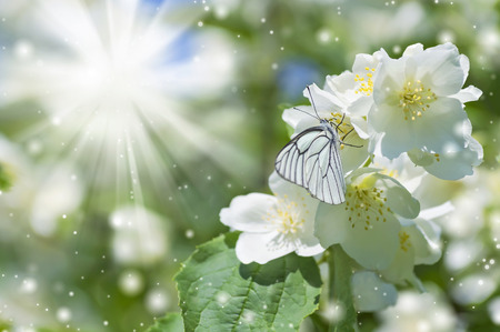 Spring background with butterfly on jasmine in the sunshine