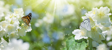 Spring background with flowering jasmine and two butterflies on flowers - 61393731