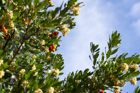 Strawberry tree - corbezzolo in italy