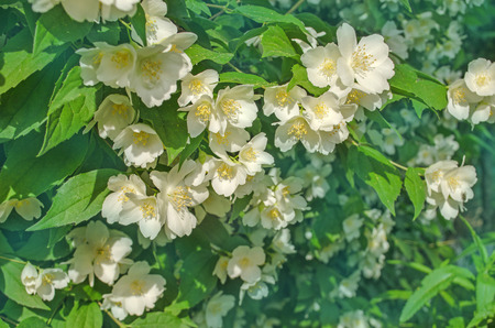Jasmine flower in a garden. White flowers of jasmine