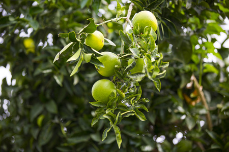 Orange tree with fruits