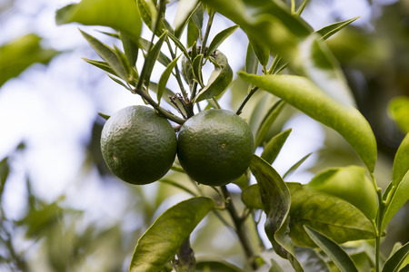Orange tree with fruits ripen in the garden