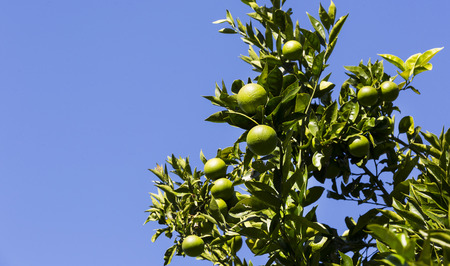Orange tree with fruits ripen in the garden