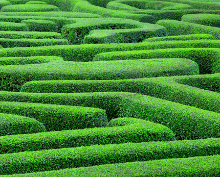 植物迷路の写真素材・画像素材 Image 26511906