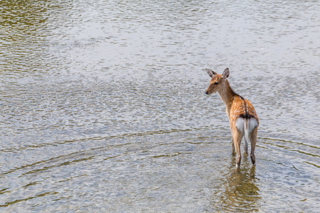 Sika deer waliking in the river
