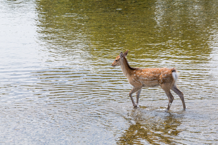 Deer walking in the river