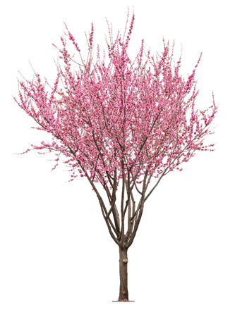 entire flowering sacura tree isolated on white background