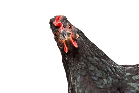 黒い雌鳥の肖像画 の写真素材 画像素材 Image 黒い雌鳥の肖像画 の写真素材 画像素材 Image