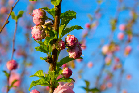 さくら 春には桜の名所 美しいピンクの花 小さいピンクの花の枝 春枝小さなピンクの花があり ピンクの小さな花を枝の低木 春の庭の花で庭の花 の写真素材 画像素材 Image さくら 春には桜の名所 美しいピンクの花 小さいピンクの花の枝 春枝小さなピンクの花があり ピンクの小さな花を枝の低木 春の庭の花で庭の花 の写真素材 画像素材 Image