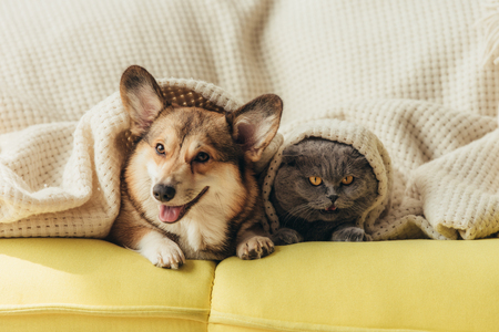 funny pets lying under blanket on sofa Foto de archivo