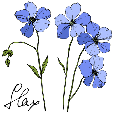 19 158 亜麻の花 の写真素材 ストックフォト 123rf 19 158 亜麻の花 の写真素材 ストックフォト 123rf