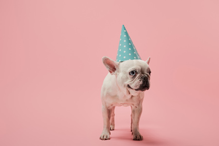 French bulldog in blue birthday cap on pink background Фото со стока