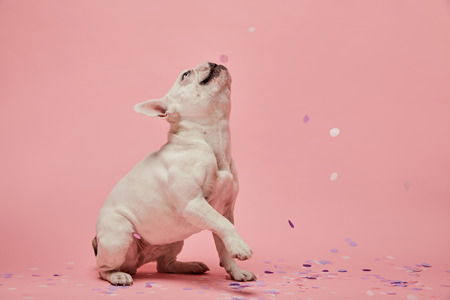 White french bulldog with confetti on pink background