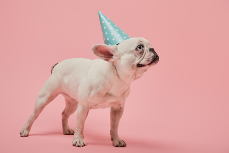 White french bulldog with dark nose and blue birthday cap on pink background