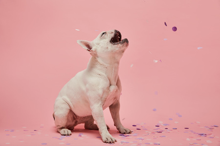 White french bulldog with open mouth on confetti and pink background