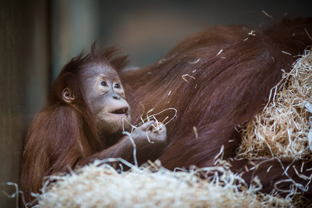 オランウータンの赤ちゃん 小猿彼の手を保持しています 水彩の手描きのイラスト の写真素材 画像素材 Image オランウータンの赤ちゃん 小猿彼の手を保持しています 水彩の手描きのイラスト の写真素材 画像素材 Image